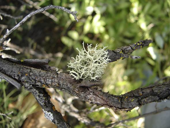 Evernia mesomorpha